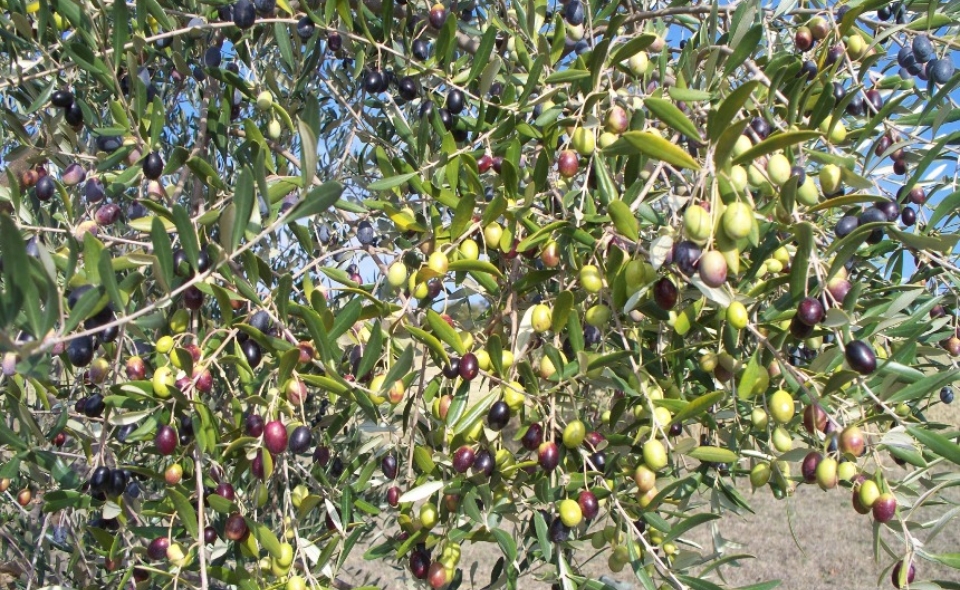 Liebe Freunde des toscanischen „olio d’olive“